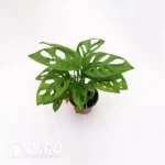 0.3/Pcs Monstera adansonii Seedling(100Pcs?? - Image 4