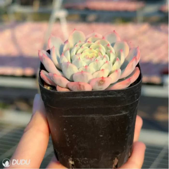 Echeveria Blue Jasmine - Image 4