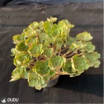 Aeonium Qingyi Variegated  Cluster - Image 4