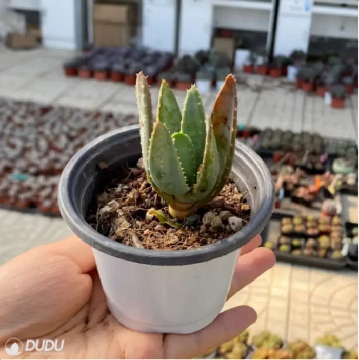 Aloe dichotoma Masso - Image 4