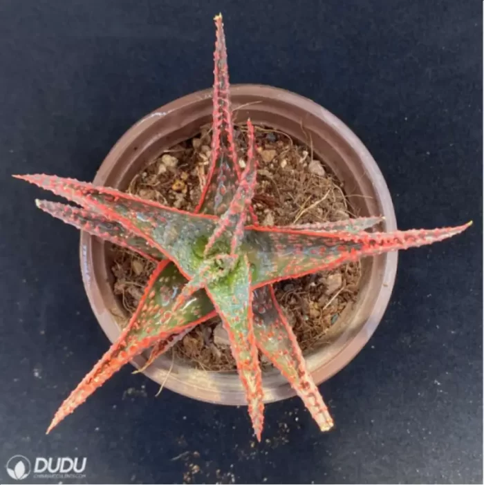 Aloe Christmas Vera - Image 4