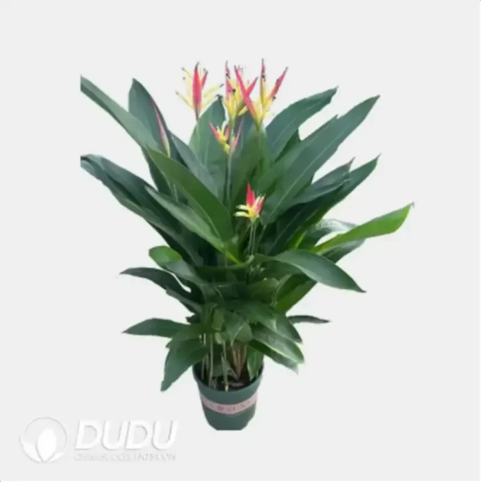 0.3/Pcs Heliconia Seedling(100Pcs?? - Image 4