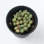 Conophytum-hians(Pot Sale) - Image 4