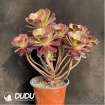 Aeonium Caput-Medusae Middle Variegated Cluster - Image 4