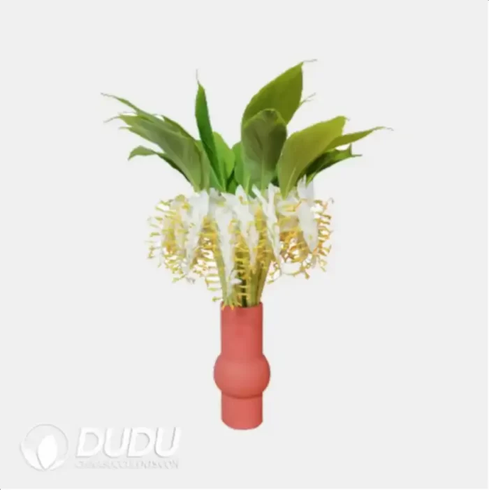 0.4/Pcs Globba sherwoodiana Seedling(100Pcs?? - Image 4