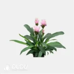 0.3/Pcs Curcuma 'CU07'
(KP) Seedling(100Pcs?? - Image 4
