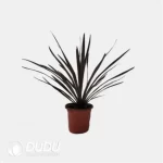 0.3/Pcs Cordyline australis 'Red Star' Seedling(100Pcs?? - Image 4
