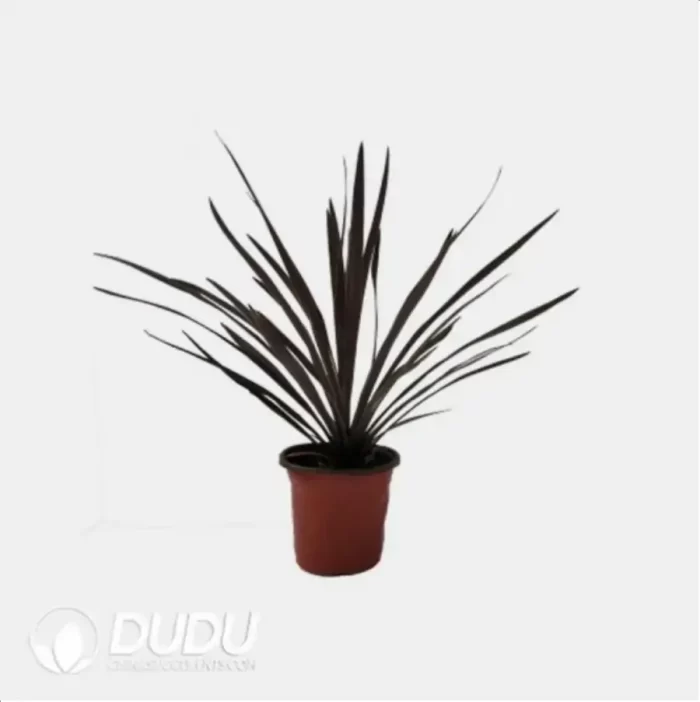 0.3/Pcs Cordyline australis 'Red Star' Seedling(100Pcs?? - Image 4
