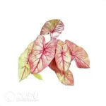 0.3/Pcs Caladium 'CM70' Seedling(100Pcs?? - Image 4
