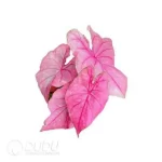 0.3/Pcs Caladium 'CM69' Seedling(100Pcs?? - Image 4