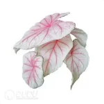 0.3/Pcs Caladium 'CM65' Seedling(100Pcs?? - Image 4