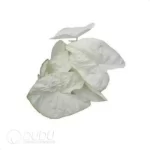 0.3/Pcs Caladium 'C2' Seedling(100Pcs?? - Image 4