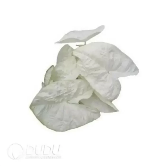 0.3/Pcs Caladium 'C2' Seedling(100Pcs?? - Image 4