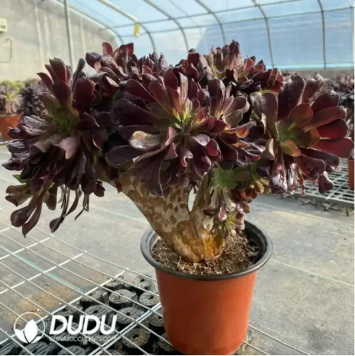 Aeonium Arboreum Velour European NO.8 - Image 4