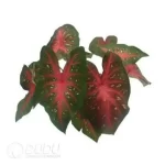 0.3/Pcs Caladium 'Red flash' Seedling(100Pcs?? - Image 4
