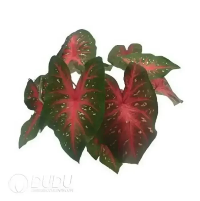 0.3/Pcs Caladium 'Red flash' Seedling(100Pcs?? - Image 4