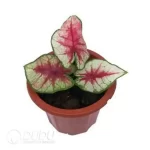 0.3/Pcs Caladium 'Red Heart' Seedling(100Pcs?? - Image 4