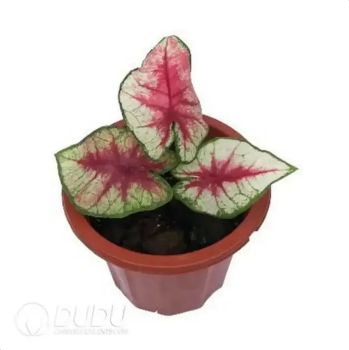 0.3/Pcs Caladium 'Red Heart' Seedling(100Pcs?? - Image 4