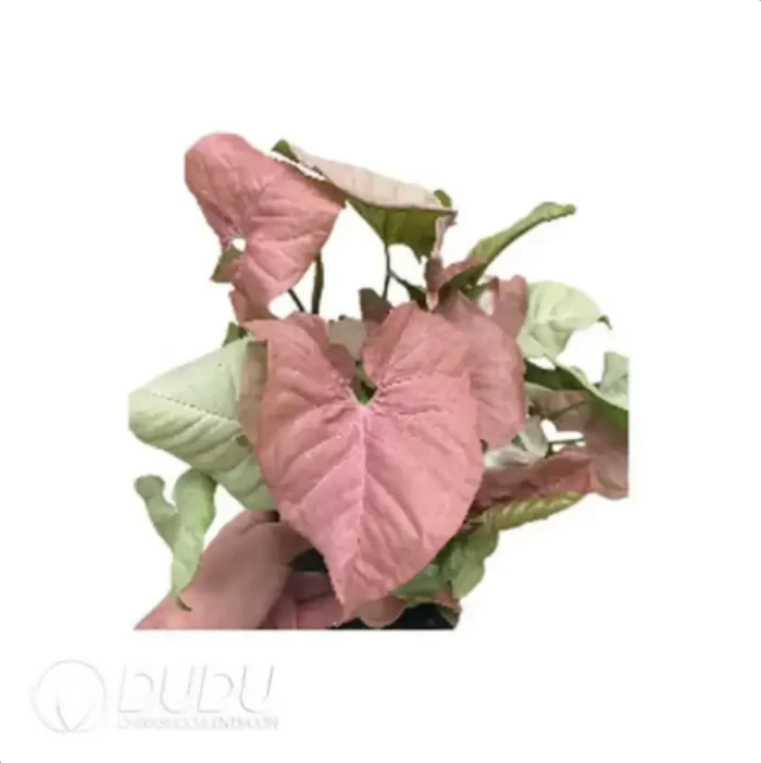 0.2/Pcs Syngonium Podophyllum Neon Seedling(100Pcs?? - Image 4