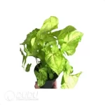 0.2/Pcs Syngonium podophyllum 'Gold Allusion' Seedling(100Pcs?? - Image 4