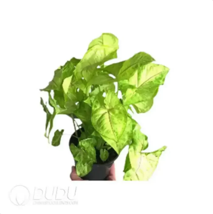 0.2/Pcs Syngonium podophyllum 'Gold Allusion' Seedling(100Pcs?? - Image 4