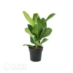 0.2/Pcs Ficus benghalensis Audrey Seedling(100Pcs?? - Image 4