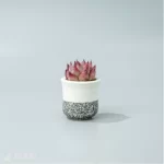 Echeveria Wildfire - Image 5