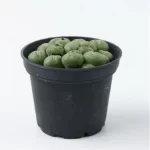 Conophytum-Phosphor jade(Pot Sale) - Image 5