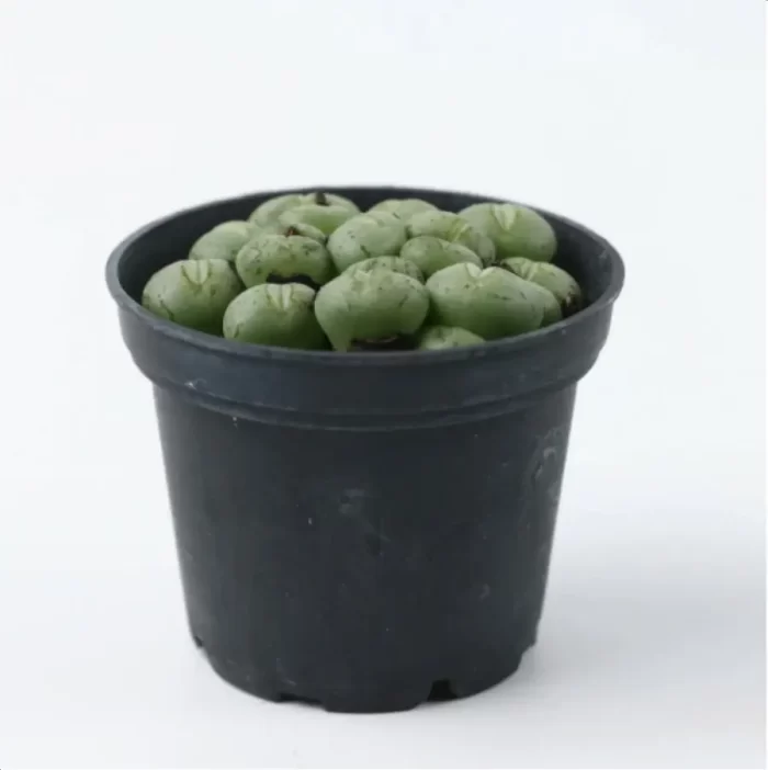 Conophytum-Phosphor jade(Pot Sale) - Image 5