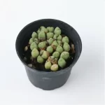 Conophytum-hians(Pot Sale) - Image 5