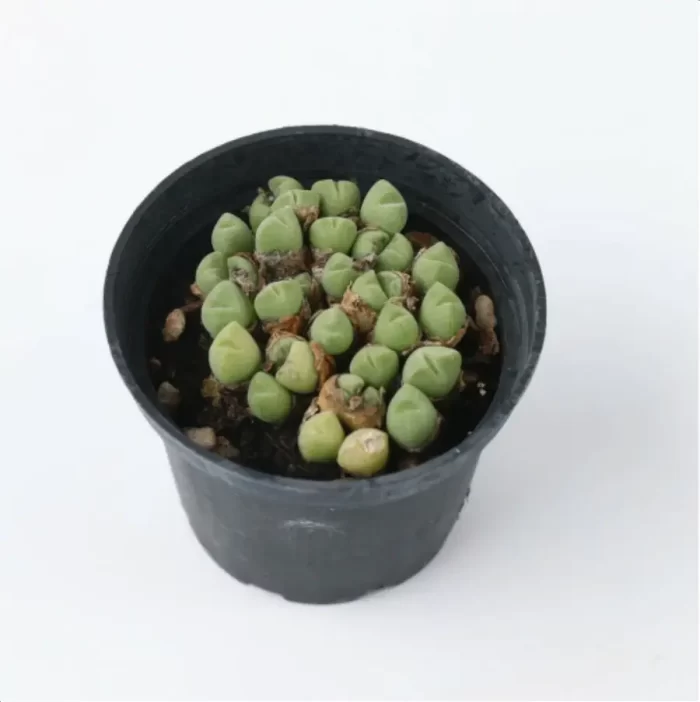 Conophytum-hians(Pot Sale) - Image 5