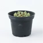 Conophytum-hians(Pot Sale) - Image 6