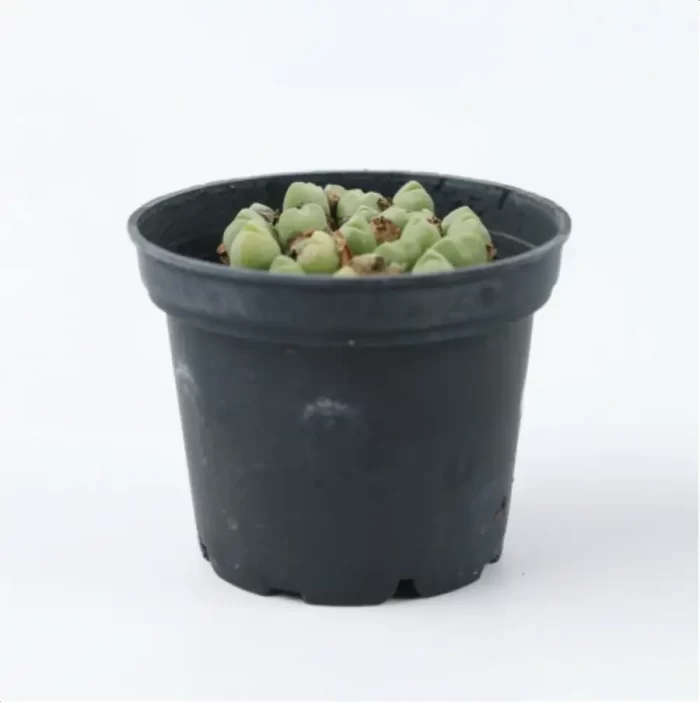 Conophytum-hians(Pot Sale) - Image 6