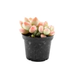Graptosedum Miul Double Head - Image 7