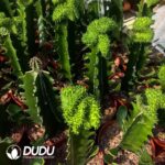 Euphorbia-inermis Cristata