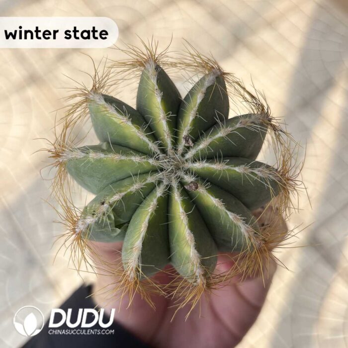 Cactus-Noto magnificus Variegate - Image 2