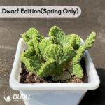 Euphorbia-inermis Cristata - Image 2