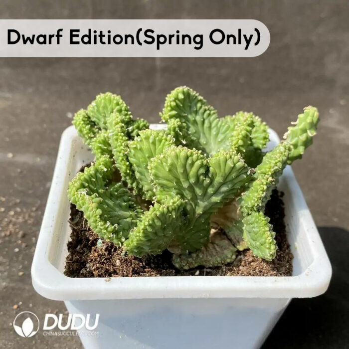 Euphorbia-inermis Cristata - Image 2