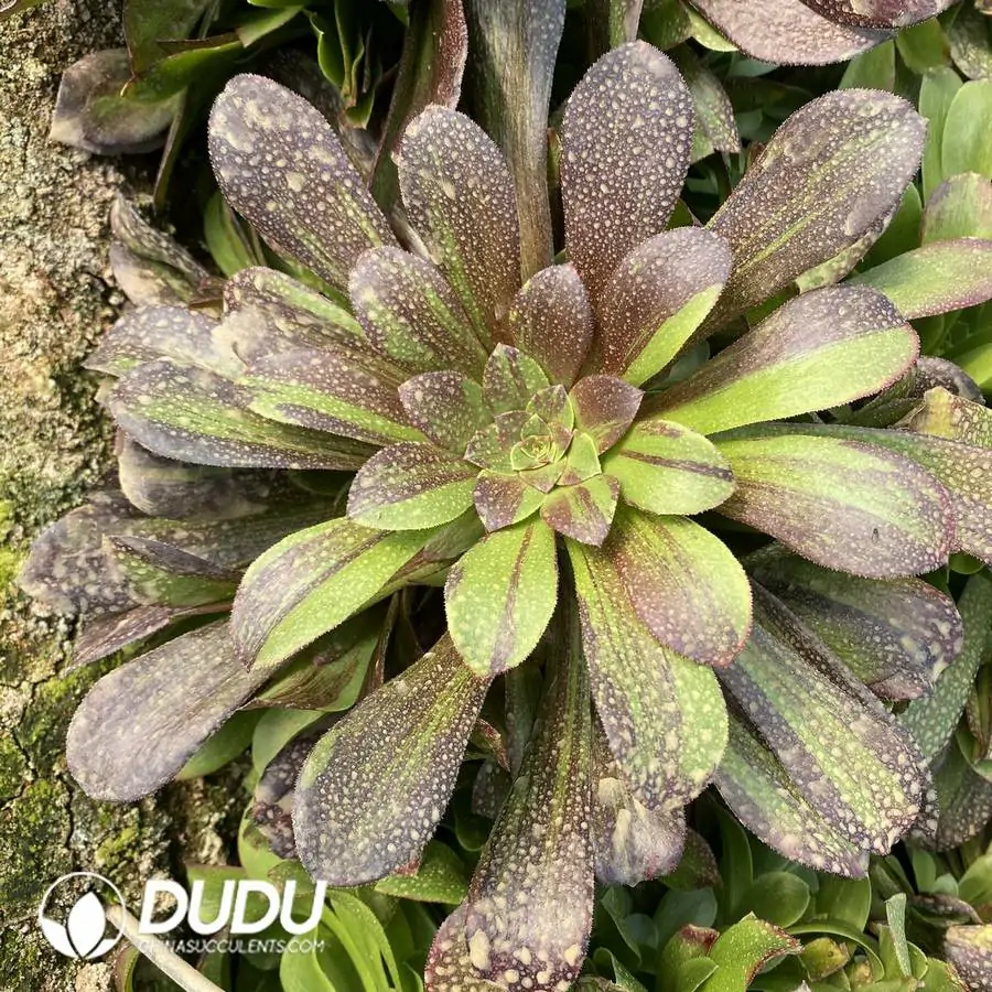 e201-1007.webp Aeonium Eurora Cluster - Image 1