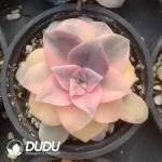 Graptopetalum purpurogenum semi-variegated