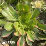 Aeonium Blushing Beauty Colorful