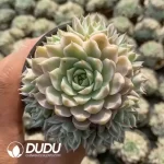 Echeveria Margaret Variegated Clustering