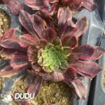 Aeonium Morandi Cutting