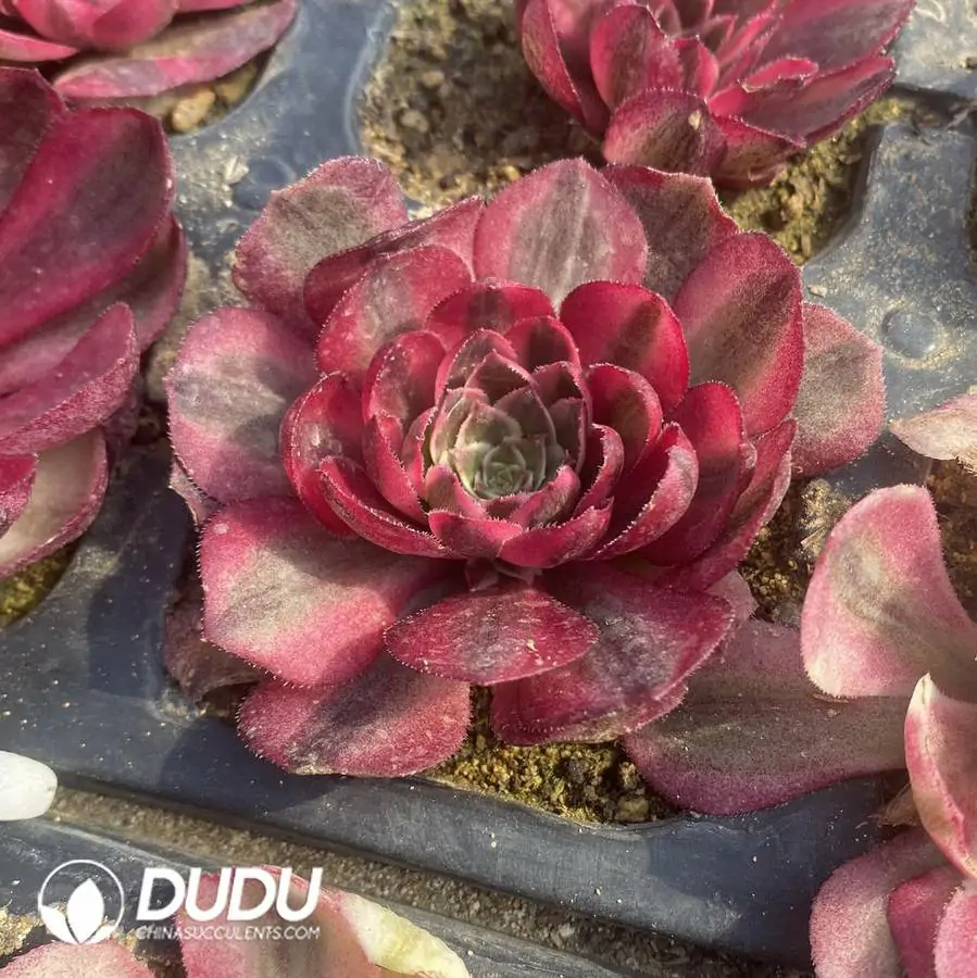 e201-1108.webp Aeonium Dragon Fruit - Image 1