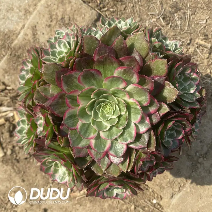 e201-1120.webp Aeonium Bodhi Clustering/Aeonium Halloween fluorescent Variegated Clustering - Image 1