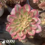 Aeonium Begonia Clustering