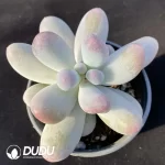 Graptopetalum Rice Milk