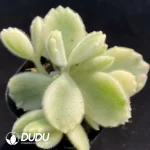 Cotyledon White Bear
