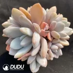 Graptoveria Pink Bunny Cluster