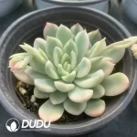 Echeveria Midas Variegated